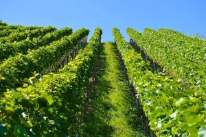 Kako efikasno zaštititi vinograd od plamenjače i pepelnice