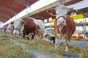 14 kn/kg za simentalce na početku godine