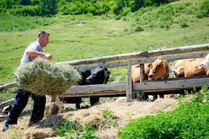 Pojeftinilo mlijeko, a i pšenica je ispod kune