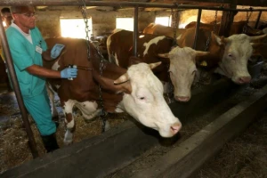 Cijepljenje goveda počelo u zoni najvećeg rizika