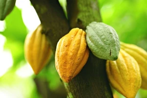 GMO kakaovac: hoće li nam čokolada biti slađa?