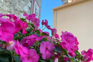 Festival cvijeća u Svetom Filipu i Jakovu