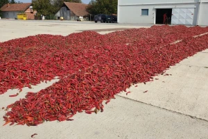 Šafram traži nove kooperante, želja je sve potrebe za sirovinom pokrivati u Hrvatskoj