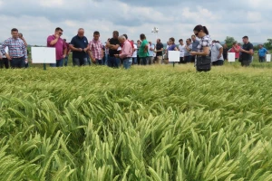 Žetva ozimog pivarskog ječma počinje 10. lipnja, očekuju se prinosi od najmanje 7 tona po hektaru