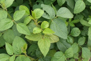 Sojom koja nije GMO ponose se svi - i poljoprivrednici i znanstvenici