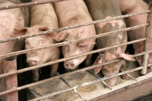 Donesen Program potpore, proizvođačima tovnih svinja tri milijuna kuna
