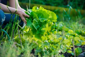 Biostimulatori smanjuju stres, ali nisu zamjena za gnojivo