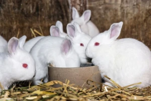 Kunići su osjetljivi na određenu hranu - što moraju jesti svaki dan?