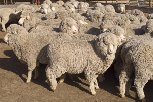 Smrznutim, 50 godina starim sjemenom Merino ovnova dobili janjad