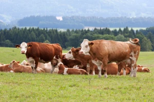 Vraćaju se na velika vrata: Australija ruši cijene mlijeka na globalnom tržištu?