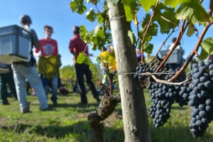 Objavljena dva natječaja u sektoru vina - za promidžbu i informiranje