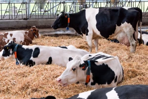 Isplatilo se smanjenje upotrebe antibiotika u stočarstvu?