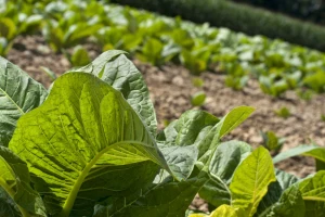 Udruga Krupan list: Očekujemo da se doda 0,93 kune po kilogramu duhana