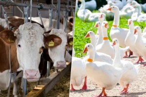 Mliječne krave trabaju više prostora, EFSA dala preporuke i za perad