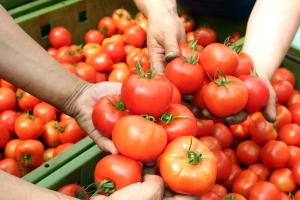 U rajčicama iz Turske pronađen insekticid koji je zabranjen u Europskoj uniji