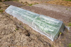 Protiv mraza u vrtu vodom, malčem, plastičnim tunelom ili agrotekstilom