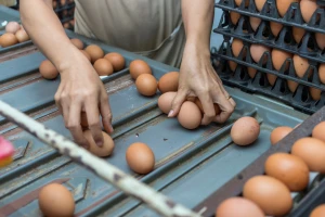 Svjetska proizvodnja jaja povećana za četvrtinu u posljednjem desetljeću - Kina i dalje vodi