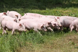 U požaru izgorjelo više od 55.000 krmača i praščića