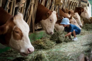 Dokazano: Djeca koja odrastaju na farmama manje obolijevaju od astme