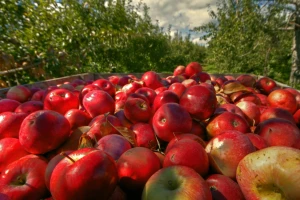 Nisu sve jabuke za hrvatske uvjete, projekt Appleresist daje odgovor koje uzgajati