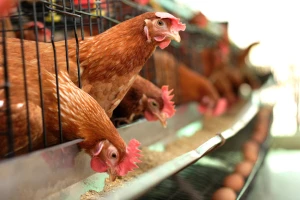 S tržišta zbog salmonele opozvana dopunska krmna smjesa za nesilice
