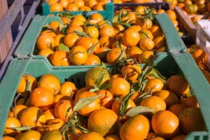 Klorpirifos u hrvatskim mandarinama poslanim u Srbiju