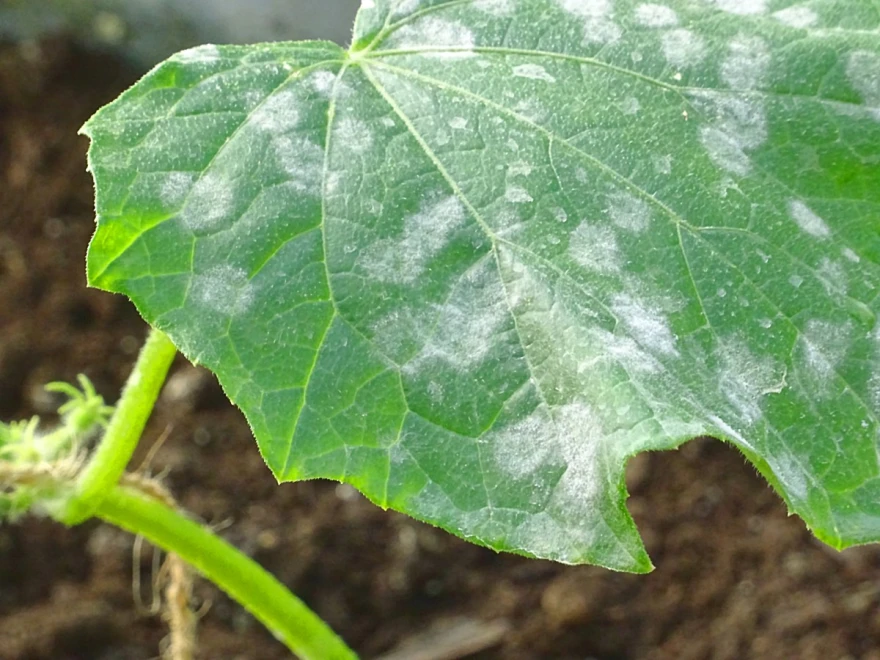 Pepelnica krastavaca