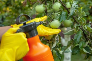 Lisne uši na jabuci suzbijte pripravcima od ulja neema, pelina ili češnjakom