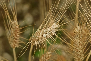 10 zanimljivosti o durum pšenici