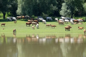 Užas u Lonjskom polju - uginulo 58 goveda od više vlasnika