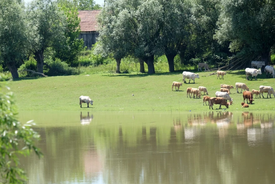 Lonjsko polje