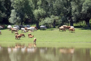 Korisnici potpora s područja na kojima je potvrđena bedrenica, javite se u APPRRR