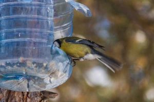 Nahranite ptice preko zime - odužit će vam se tijekom vegetacije