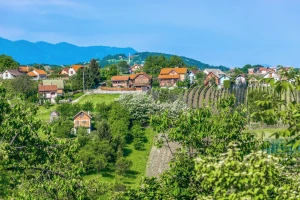 Kako podići vjetrozaštitne pojaseve i koje drveće saditi?