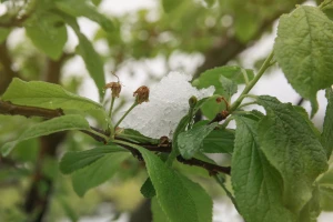 Kako će se niske temperature (pa i snijeg) odraziti na voćke?