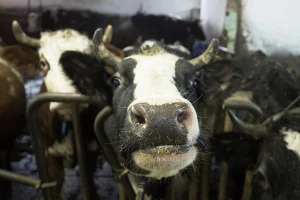 Osuđen stočar zbog zanemarivanja i mučenja više od 200 goveda