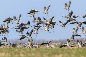 Ždralovi uništili 30 hektara kukuruza - ratar je mogao samo gledati