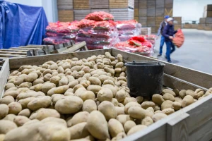 Loše skladištenje krivo što se oko 14% hrane izgubi od polja do trgovine?