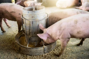 S tržišta opozvana krmna smjesa za svinje - nađena salmonela