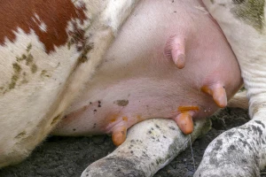 Mastitis je najskuplja bolest mliječnih krava - češće se javlja subklinički oblik