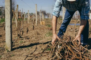 Zlatna žutica vinove loze hara hrvatskim vinogradima, a kontrole nema?