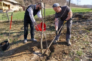 Cijepljenjem sadnica oraha do bržeg plodonošenja - s rezidbom oprezno