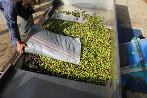 Otpad od prerade maslina, suncokreta i biljni šećeri budućnost izrade bioplastike?