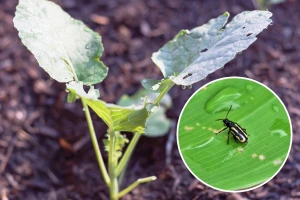 Kupusni buhači – male napasti uzrokuju velike štete