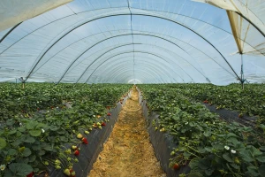 U Španjolskoj prijete napuštanjem plantaža jagodičastog voća i obustavom sadnje novih