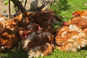 Iz kokošjeg perja izvukao proteine i napravio zamjenu za meso