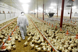 Ptičja gripa hara: Posjednici peradi pojačajte biosigurnosne mjere