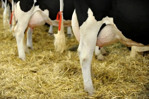 Mastitis kod krava i preventivne mjere za suzbijanje