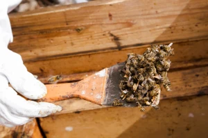 Novi pomor pčela u Hrvatskoj - opet se sumnja na pesticide?