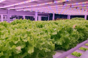 Otvorena najveća europska farma za vertikalni uzgoj povrća na 14 etaža